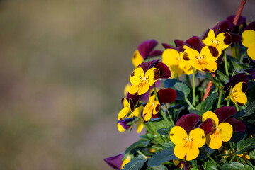 Flowers in the garden in the countryside