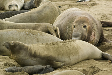 Elephant seal colony seen from Elephant Seal Vista Point, California