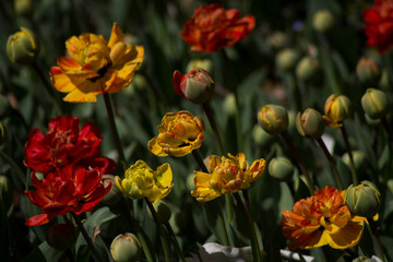 red and yellow tulips