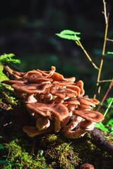 Beautiful forest scene. Mushrooms in the green scenery lit by the sun.