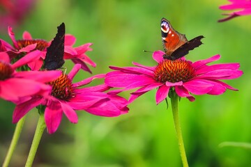 Beautiful summer flower scenery. Close up of a butterfly on a pink flower. Photo in shallow depth of field.