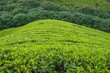 Fototapeta na wymiar tea plantation in ella sri-lanka