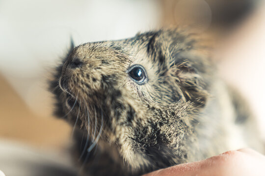 Adorable black and grey portrait photo of Abyssinian guinea pig. Domestic life concept. High quality photo