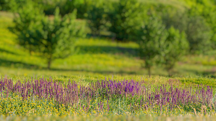 Meadow purple flowers and herbs.