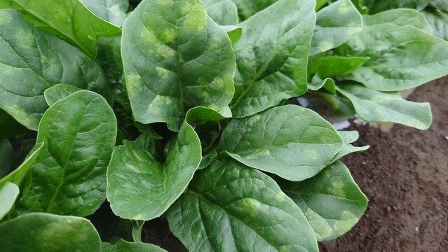 ほうれん草、病気になってしまった、ベト病（外葉から斑点状に黄変し、裏側に灰色のカビが生えてしまう）失敗から学ばなければならないと思う