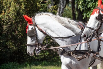 Białe konie z czerwonymi nausznikami. - obrazy, fototapety, plakaty
