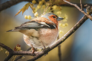Buchfink im Sonnenschein
