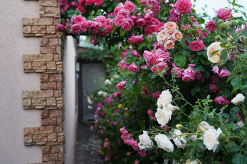 Fototapeta na wymiar roses bushes near old rural house. Vacation at countryside background