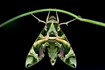 Daphnis nerii, the oleander hawk-moth or army green moth,