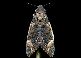 death head hawk moth