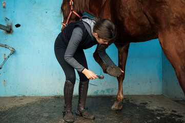 Ten year old girl taking care of horses and cleaning hoofs with special brush.