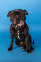 Staffordsherier bull terrier