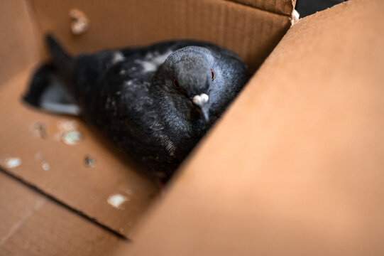 A Pigeon With A Broken Wing In A Mailbox