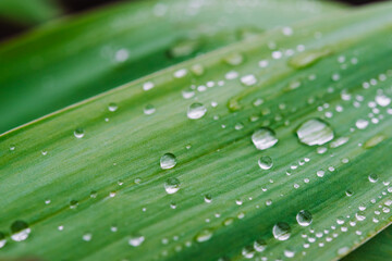 Green leaves close up, natural  background. Water Drops on Green leaves, sparkle of Droplets on surface leaf