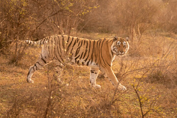 wild bengal female tiger closeup or portrait with pony or broken tail on prowl in outdoor wildlife...