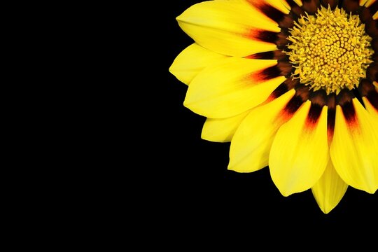 Beautiful gazania flower (Gazania rigens) of bright yellow color isolated on black background, copy space for text