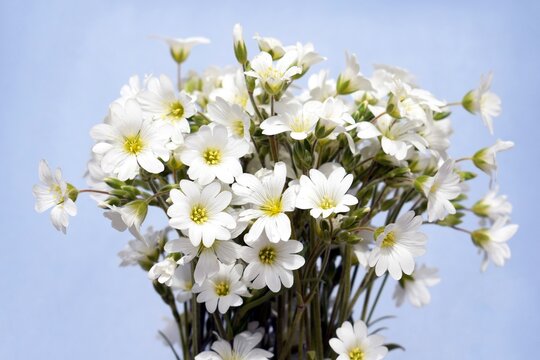 Beautiful bouquet of Cerastium flower, blue background