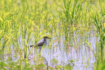 a wood sandpiper (tringa glareola) in a wetland, gangetic delta region of west bengal, india