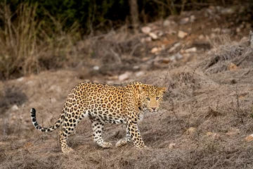 Papier Peint photo Léopard indian wild male leopard or panther side profile portrait walking or stroll in style with eye contact in summer season outdoor jungle safari at forest of central india asia - panthera pardus fusca