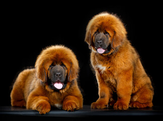 Cute Tibetan mastiff puppy