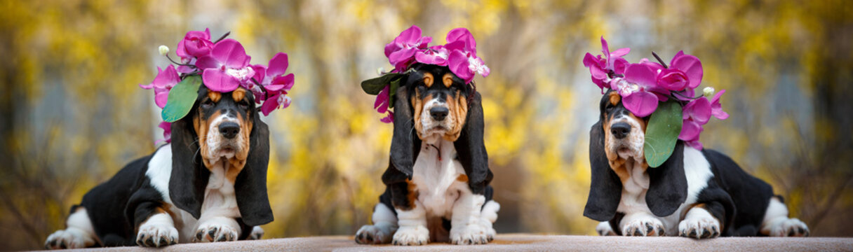 Cute basset hound puppy