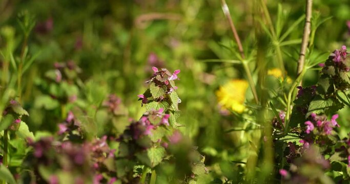 a bumblebee pollinating plants and looking for food