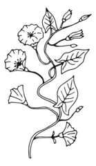 Bindweed flower sketch. Blooming plant botanical illustration