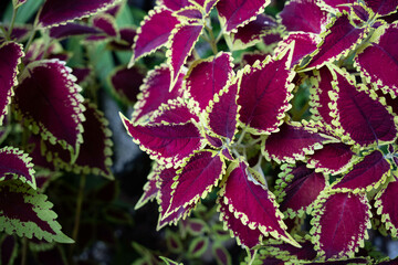 Close-up of coleus plant. Burgundy red leaves with green edges. Coleus Blume Plectranthus, scutellarioides. 