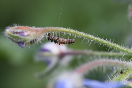 larve de coccinelle (stade larvaire) sur la fleur d'une bourache officinale (borago officinalis) en macrophotographie (gros plan) (ladybug larva)