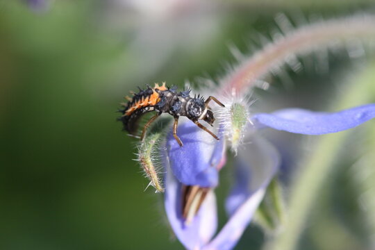 larve de coccinelle (stade larvaire) sur la fleur d'une bourache officinale (borago officinalis) en macrophotographie (gros plan) (ladybug larva)