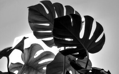 Monstera leaves lit by neon light. Black and white photo full of contrast.