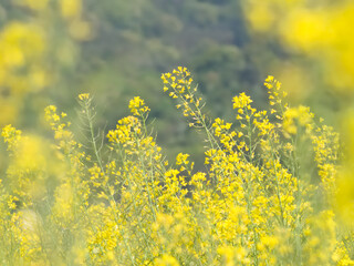 風に揺れる菜の花