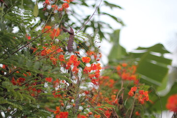 Red royal Poinciana flowers blooming