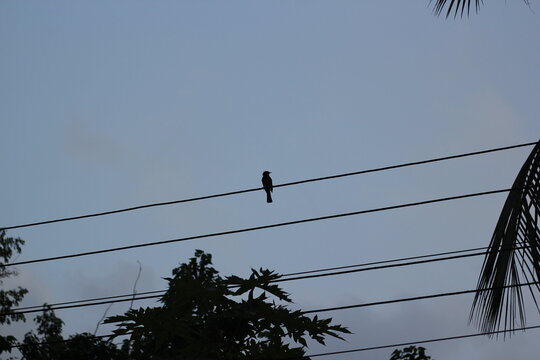 Silhouette Of Songbird Sitting On A Wire