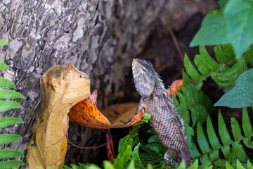 grey lizzard on the tree in tropical country