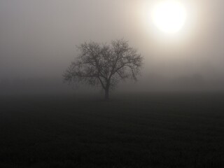 Tree in foggy cold morning