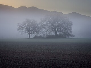 Tree in foggy cold morning