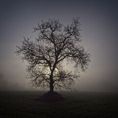 Tree in foggy cold morning