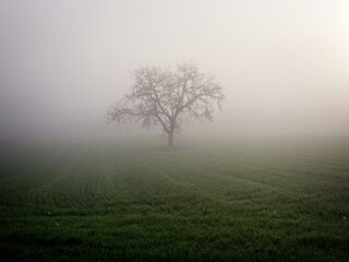 Naklejka na ściany i meble Tree in foggy cold morning