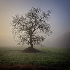 Tree in foggy cold morning
