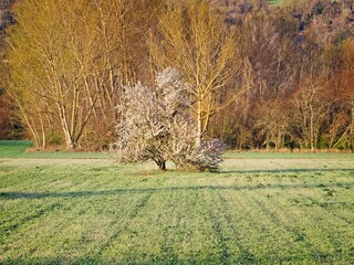 Trees in golden morning light