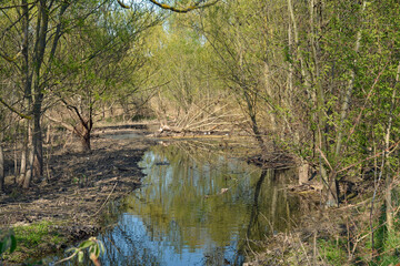 selz-biotop bei alzey-schafhausen