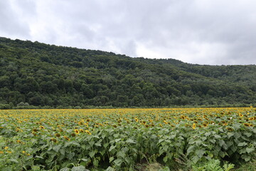 Field of sunflowers in the mountains