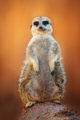 Standing Suricate or Meerkat