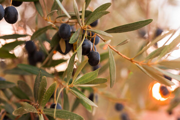 black olives on vnth trees in an olive grove