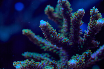 sea ​​coral acropora