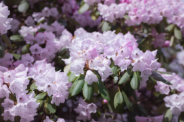 Lilac rhododendron flowers unfolded in the garden in the sunshine