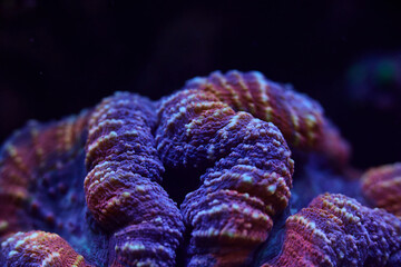 Fototapeta premium sea ​​coral Lobophyllia
