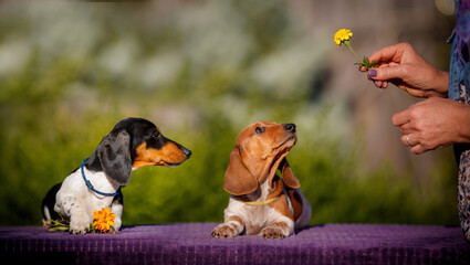 daschund puppy on table outdoors