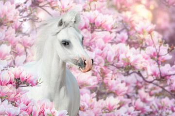 Horse in magnolia flowers